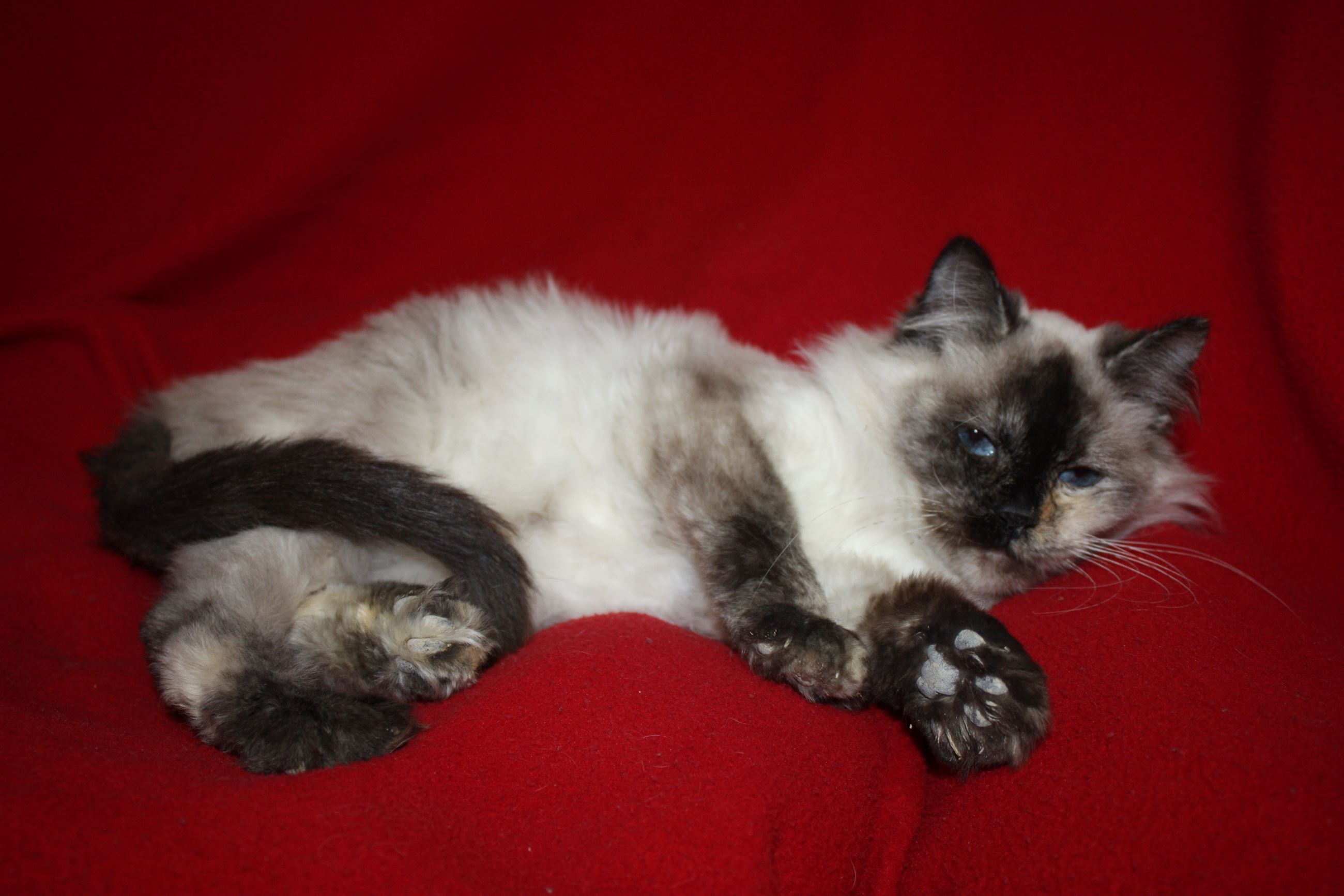 436-15 BOMSTEAD, FAE